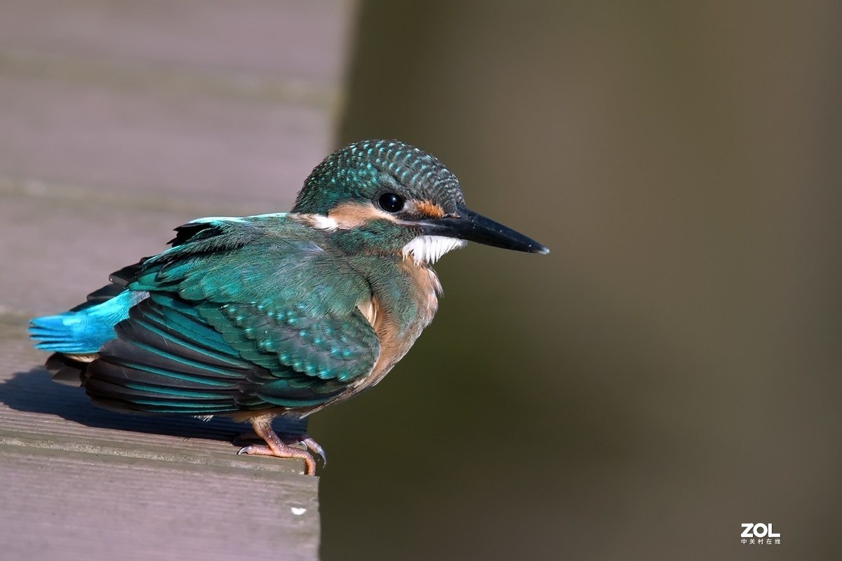 呆萌呆萌的小翠鸟仔仔