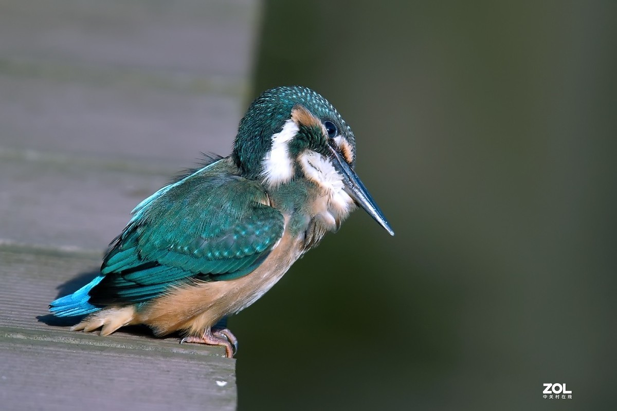 呆萌呆萌的小翠鸟仔仔