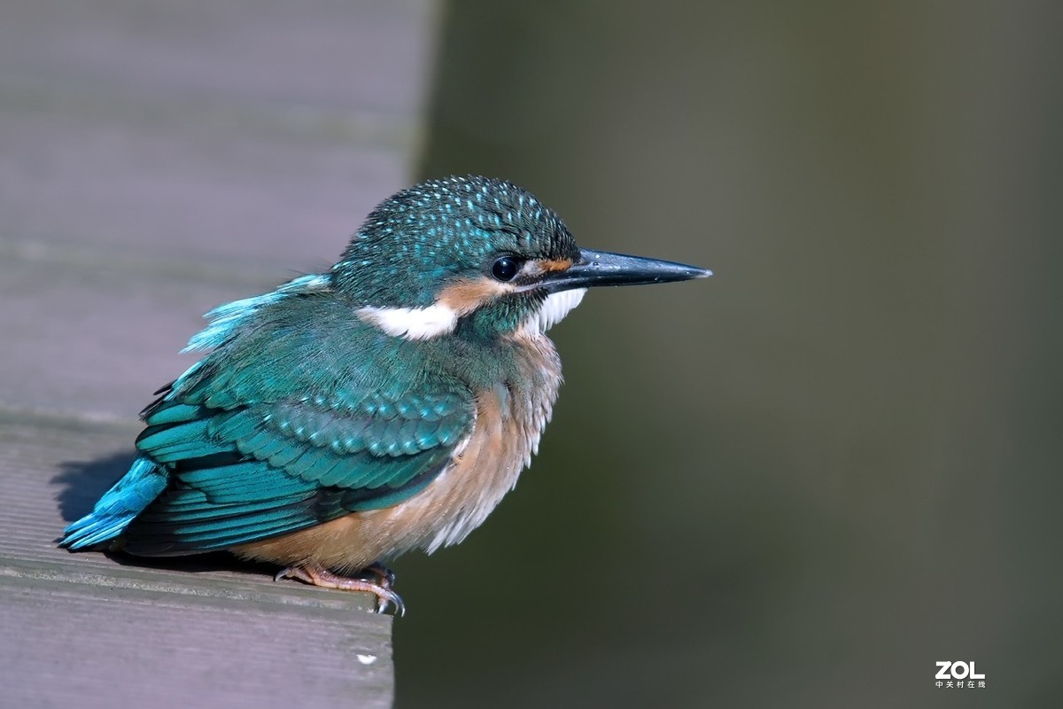 呆萌呆萌的小翠鸟仔仔