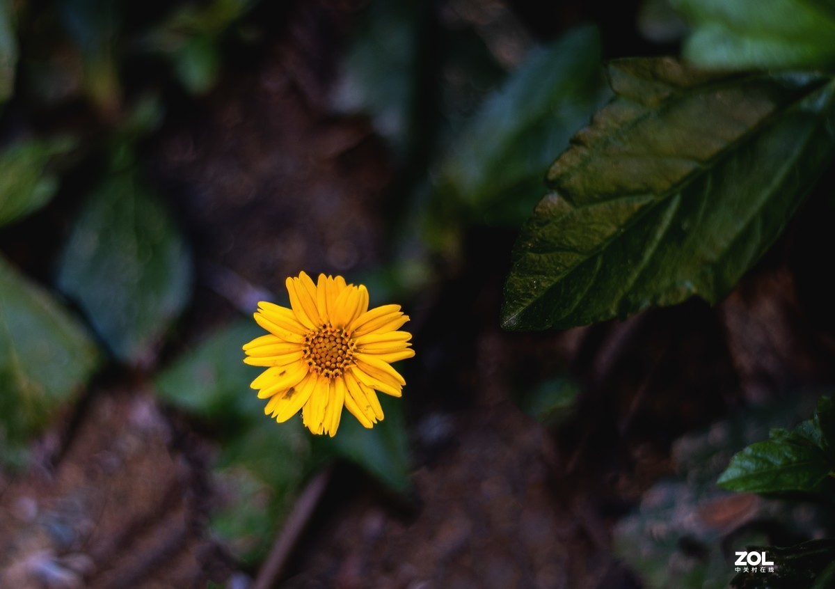 新入尼康50F1.8试镜