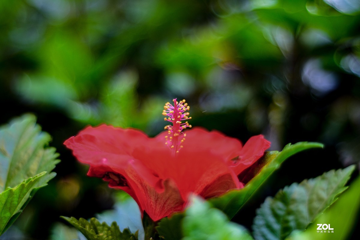 新入尼康50F1.8试镜