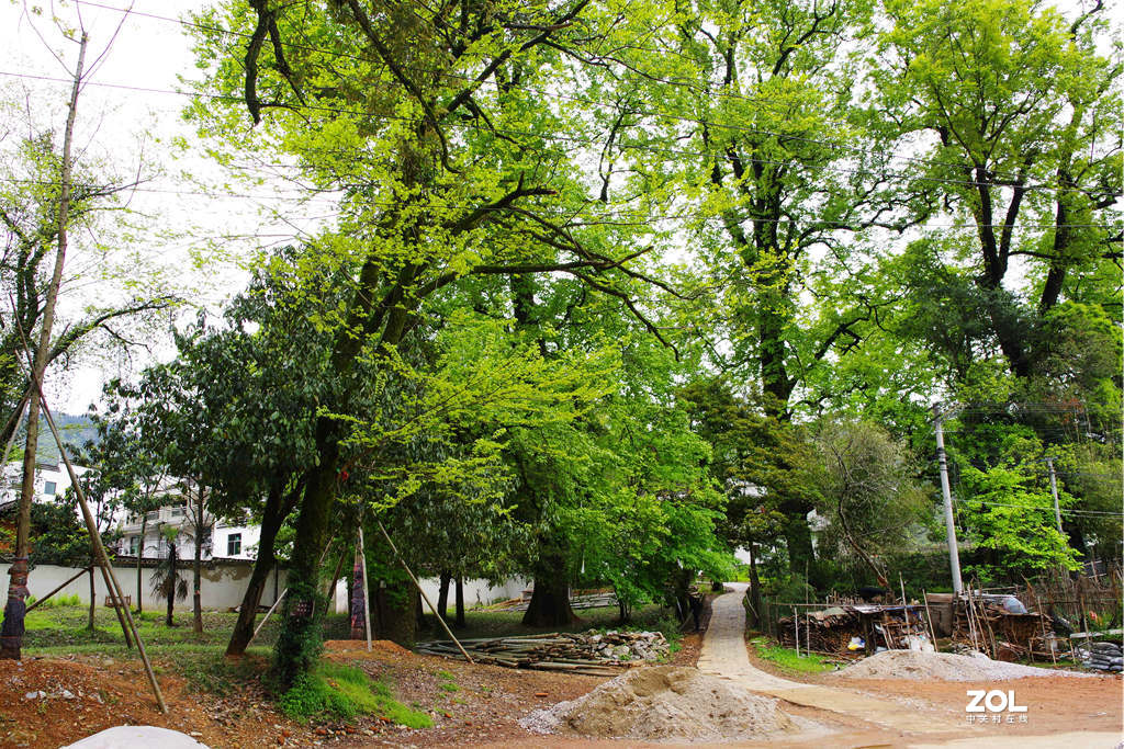 烟花三月下江南--江西-婺源-石城村【2】和菊径村
