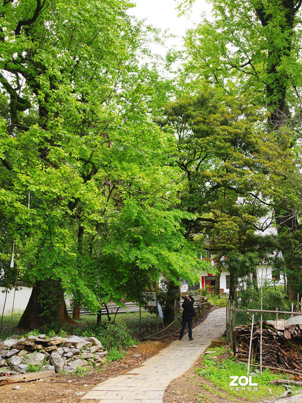 烟花三月下江南--江西-婺源-石城村【2】和菊径村