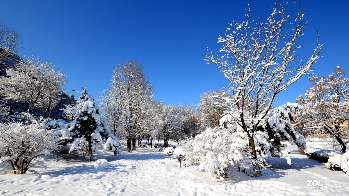 瑞雪兆丰年-中关村在线摄影论坛