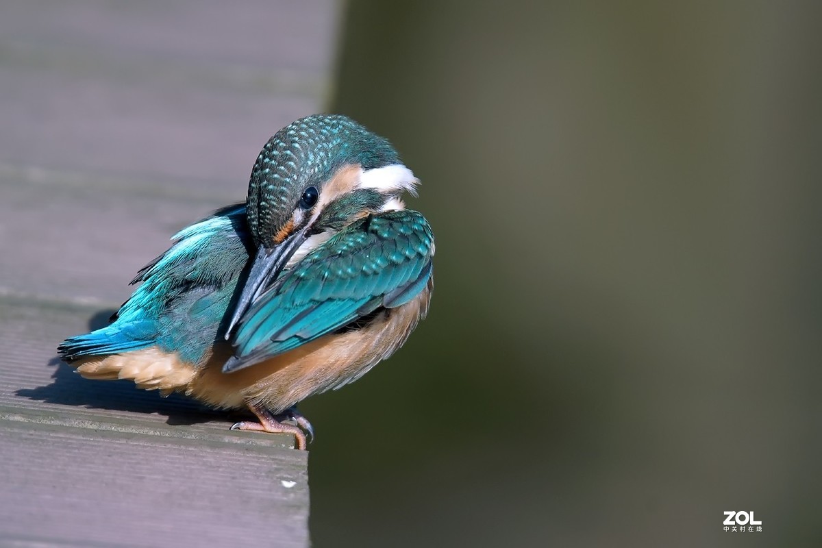 呆萌呆萌的小翠鸟仔仔