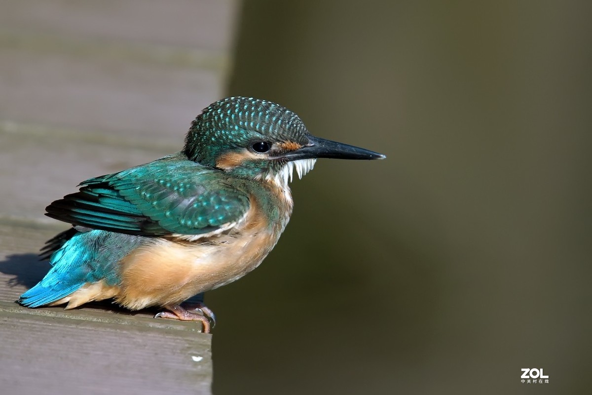 呆萌呆萌的小翠鸟仔仔