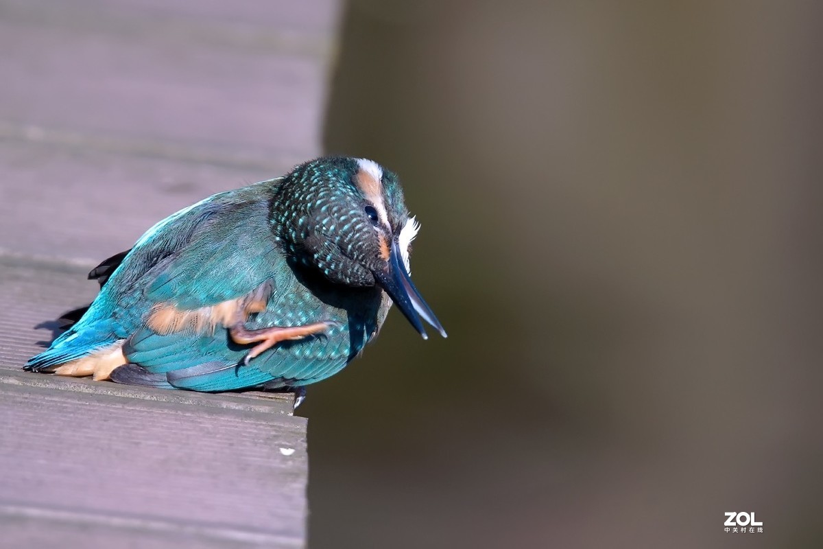 呆萌呆萌的小翠鸟仔仔