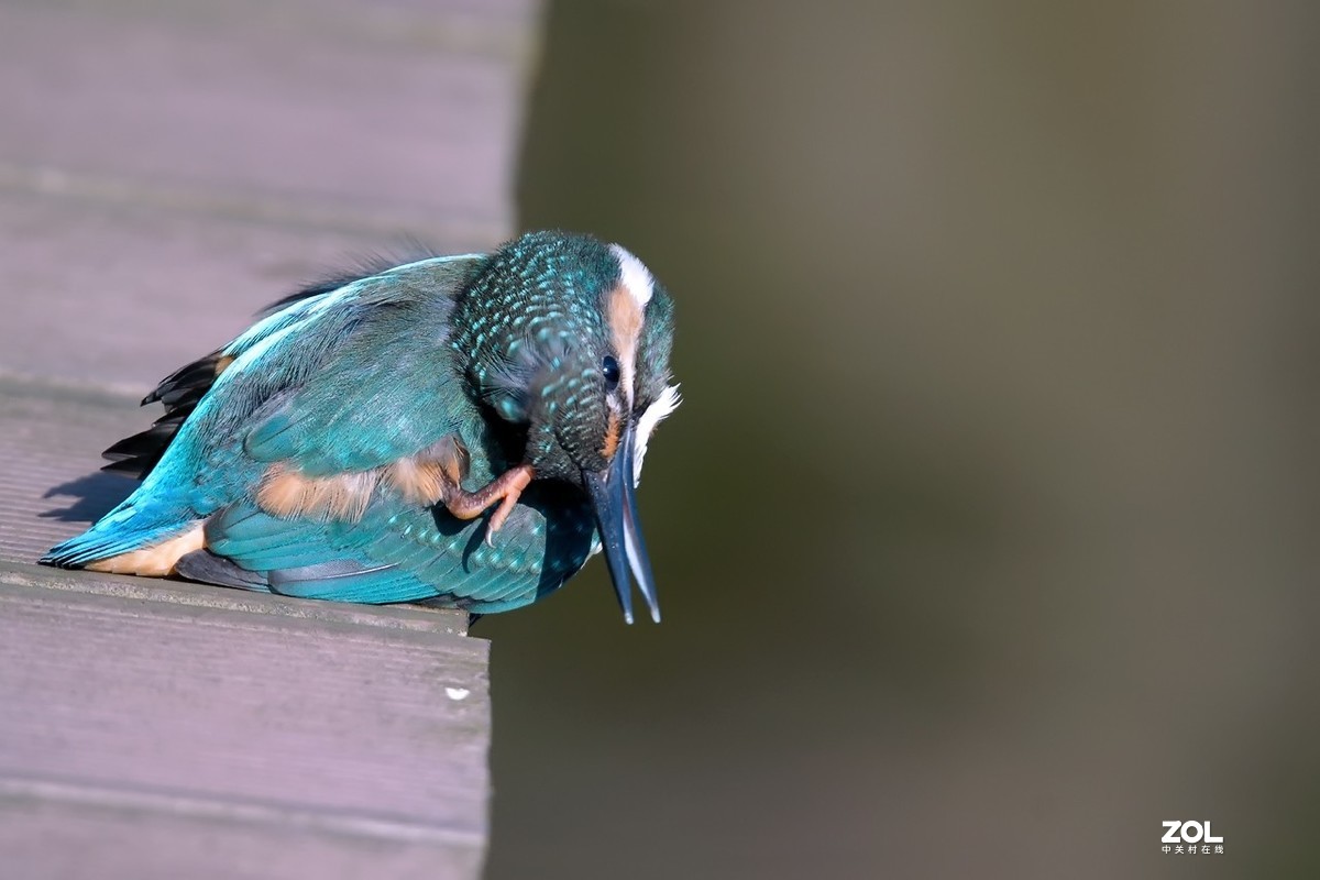 呆萌呆萌的小翠鸟仔仔