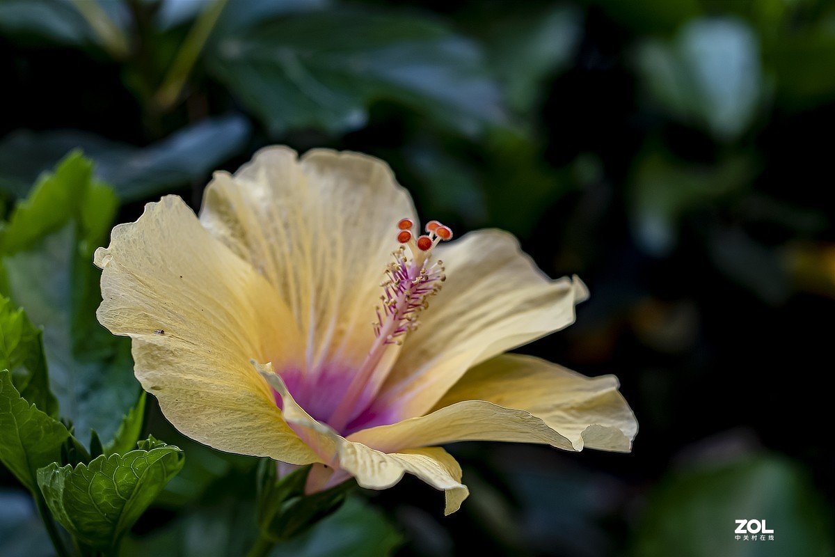 新入尼康50F1.8试镜