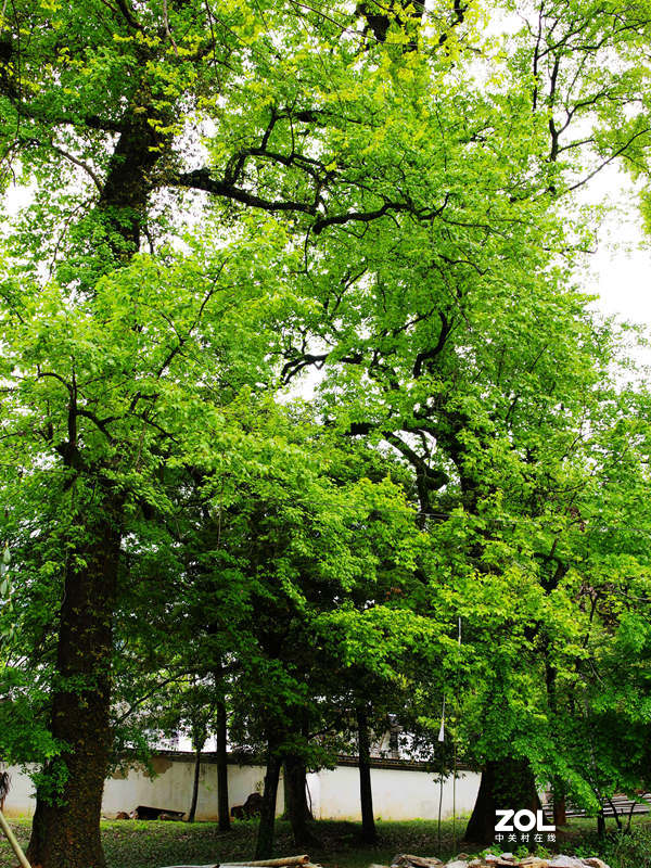 烟花三月下江南--江西-婺源-石城村【2】和菊径村