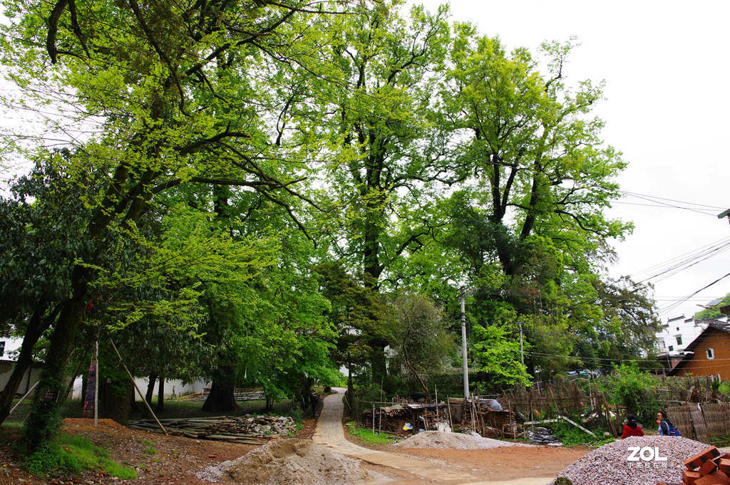 烟花三月下江南--江西-婺源-石城村【2】和菊径村