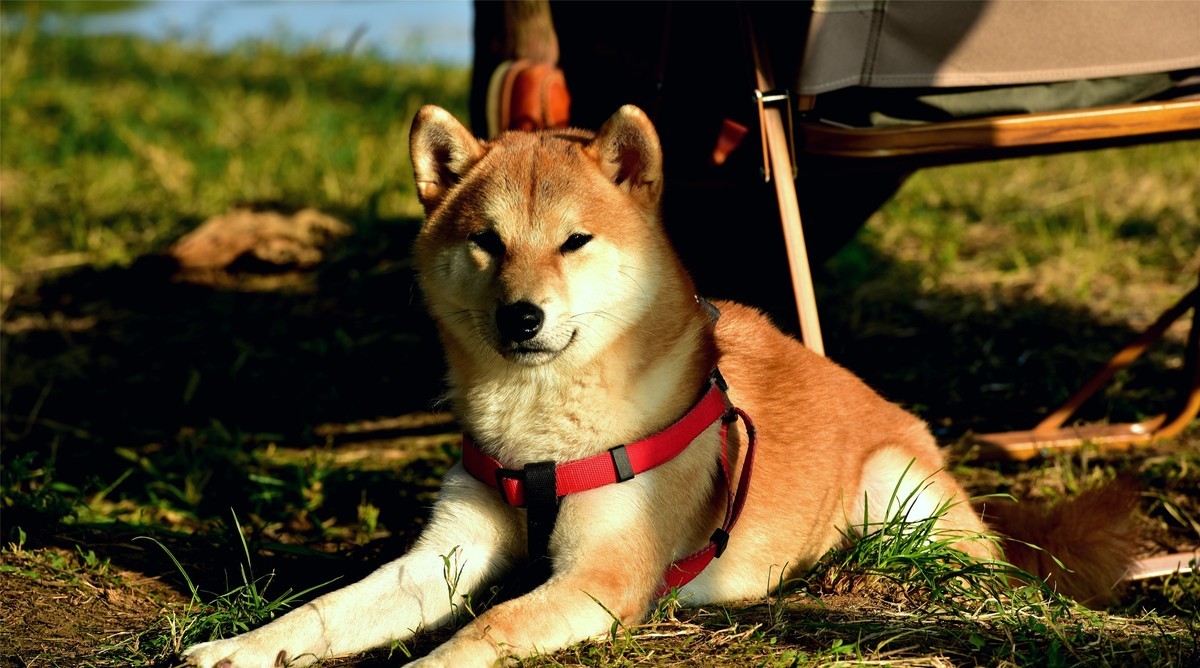 宣传下大江大湖大武汉！
