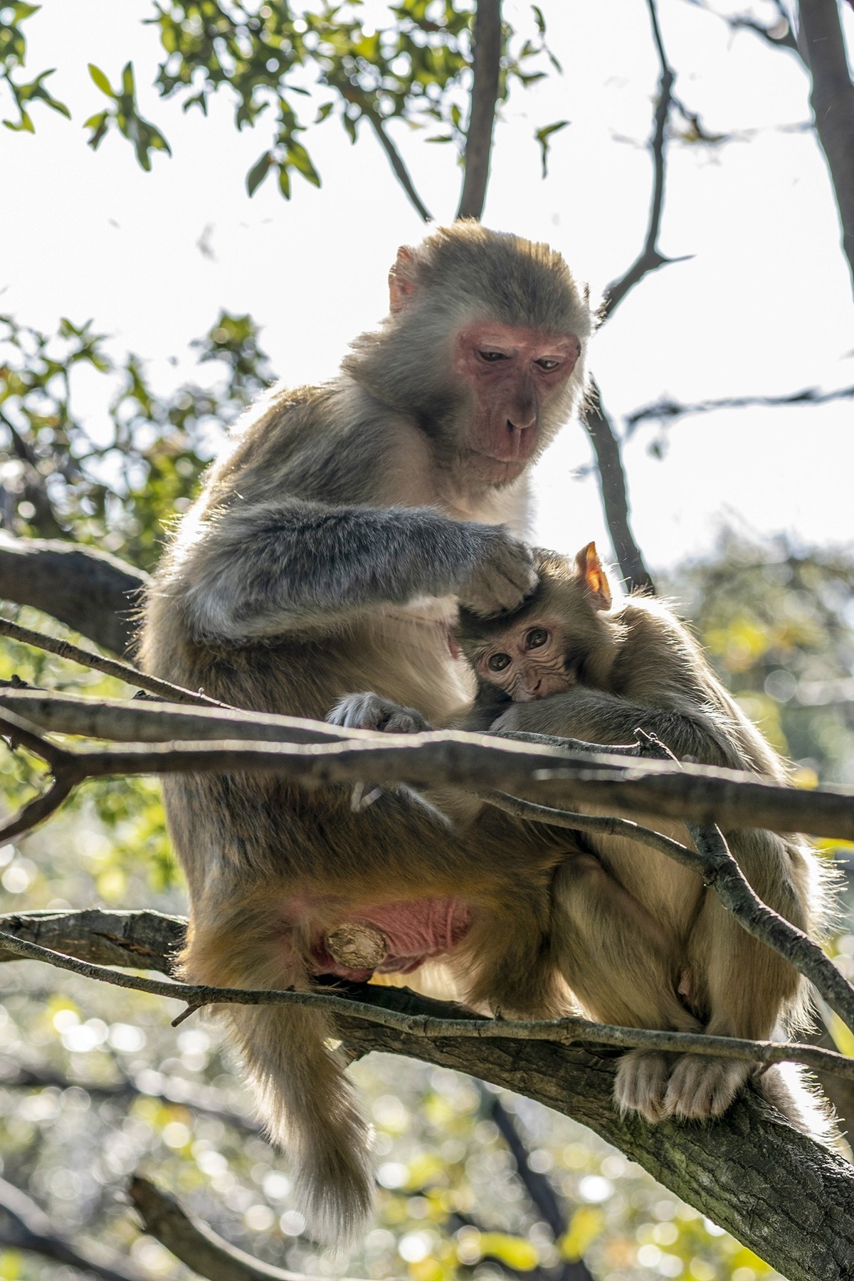 张家界：袁家界景区5