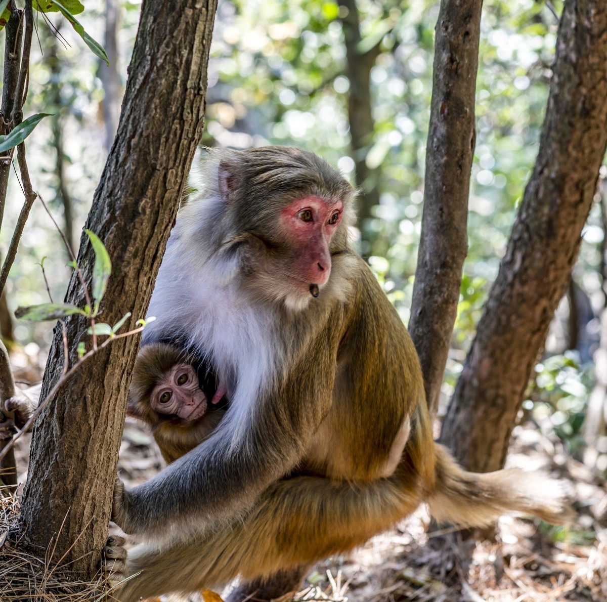 张家界：袁家界景区5