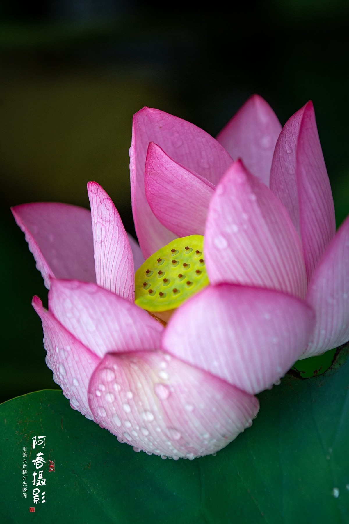 夏日荷花分外香（多图）