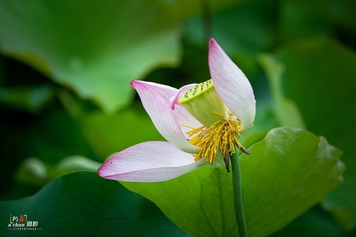 夏日荷花分外香（多图）