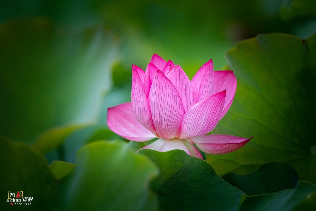 夏日荷花分外香（多图）