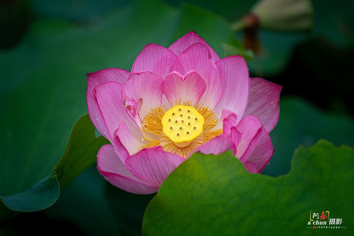 夏日荷花分外香（多图）