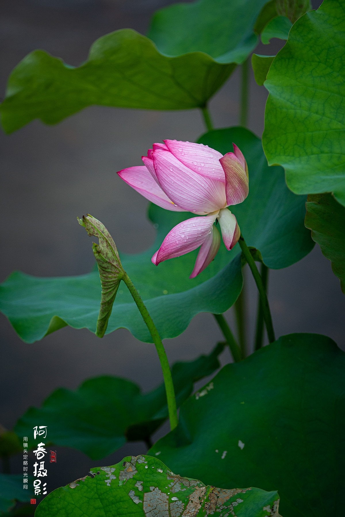 夏日荷花分外香（多图）