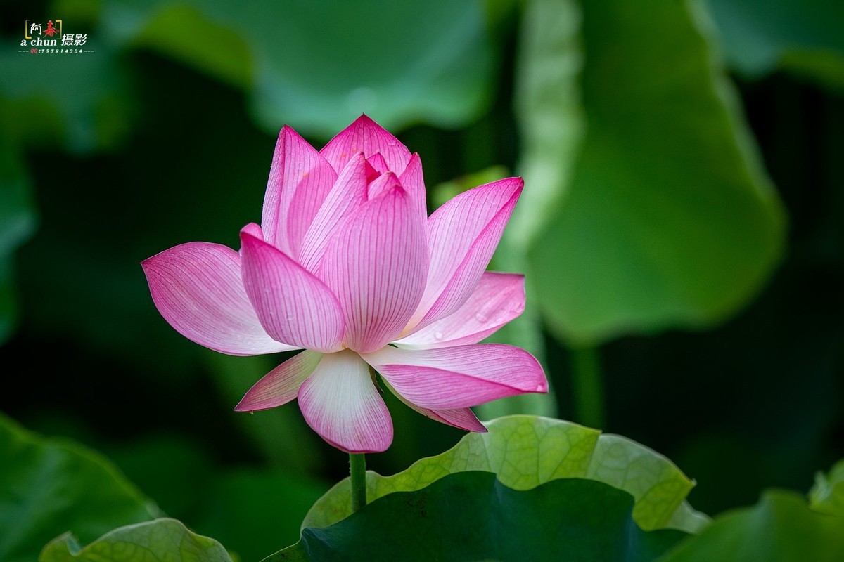 夏日荷花分外香（多图）