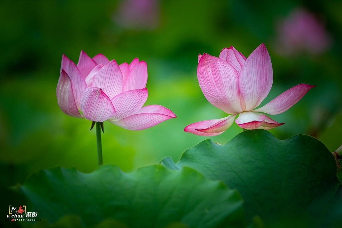 夏日荷花分外香（多图）