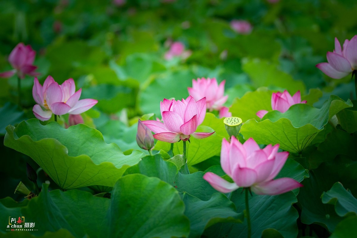 夏日荷花分外香（多图）