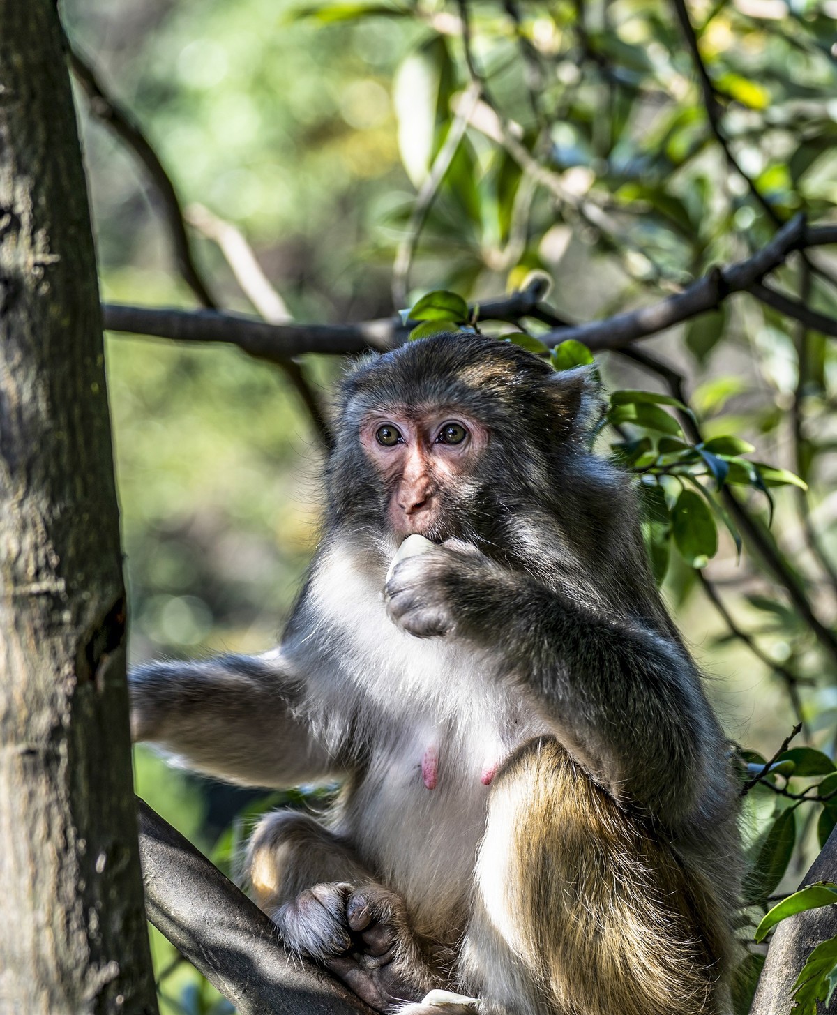 张家界：袁家界景区5