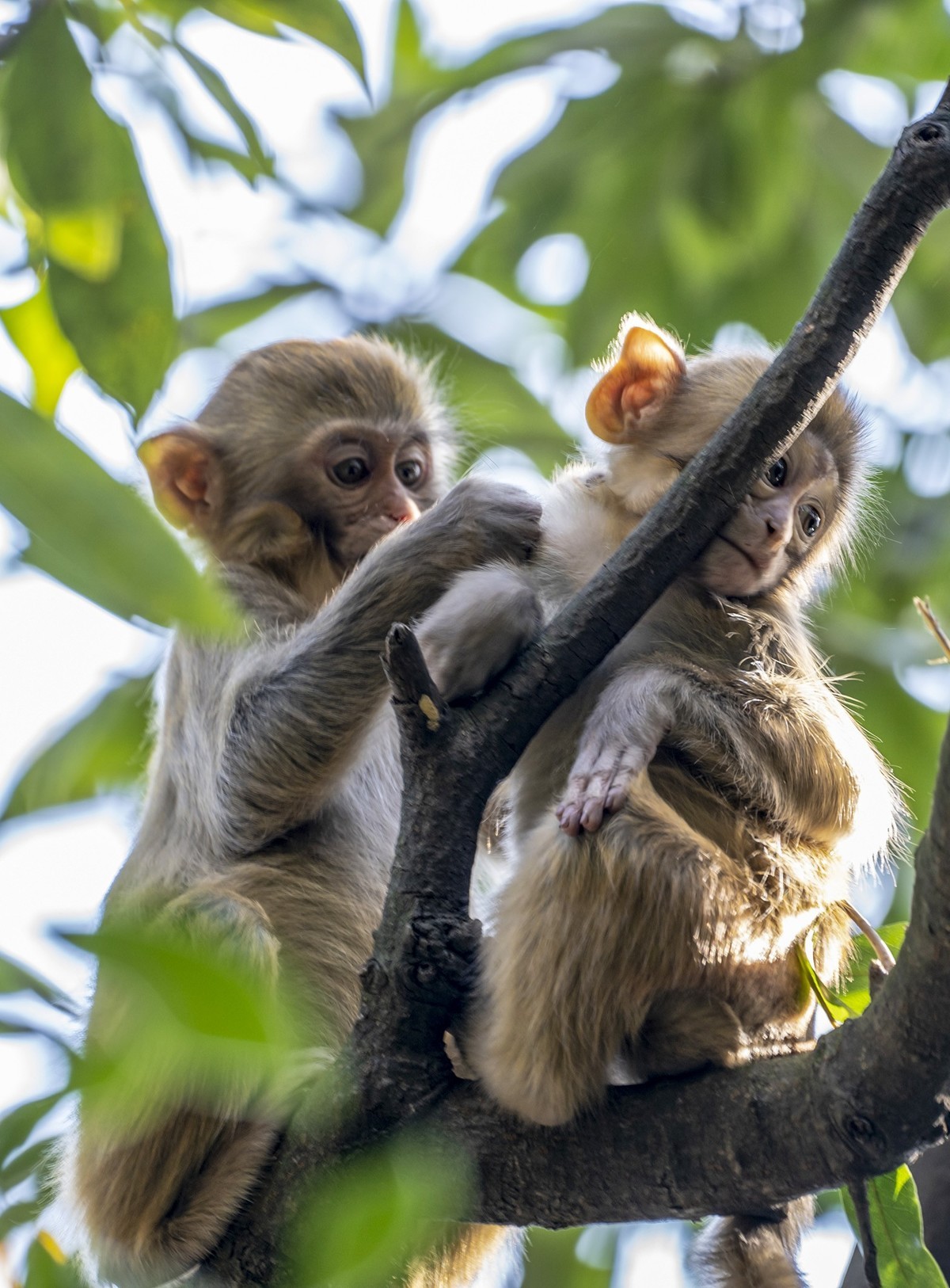 张家界：袁家界景区5