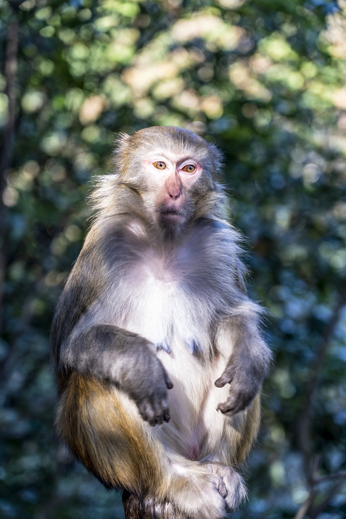 张家界：袁家界景区5