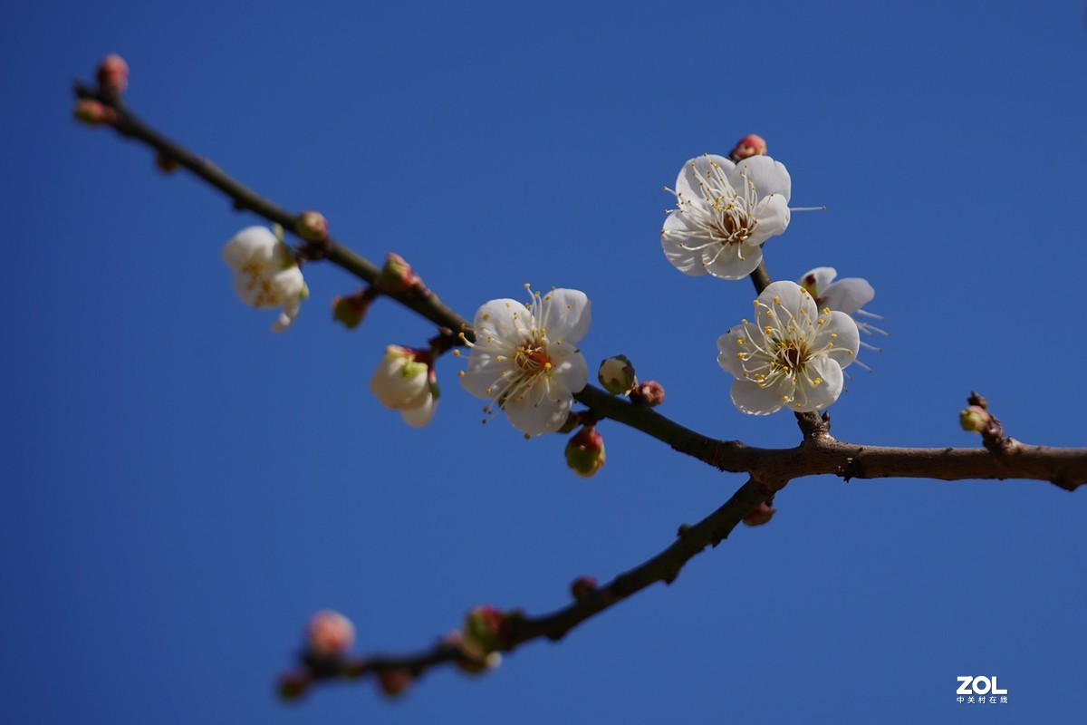 花城随拍（339）——萝岗香雪公园（5）