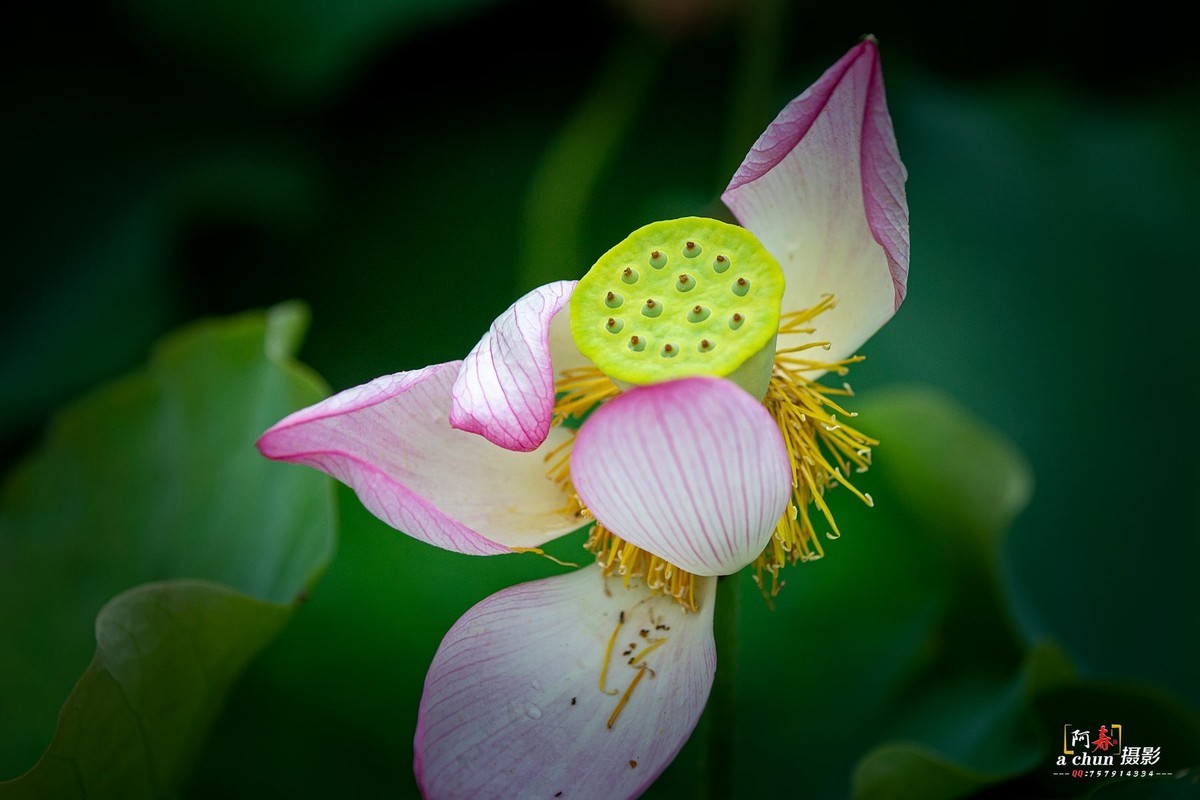 夏日荷花分外香（多图）