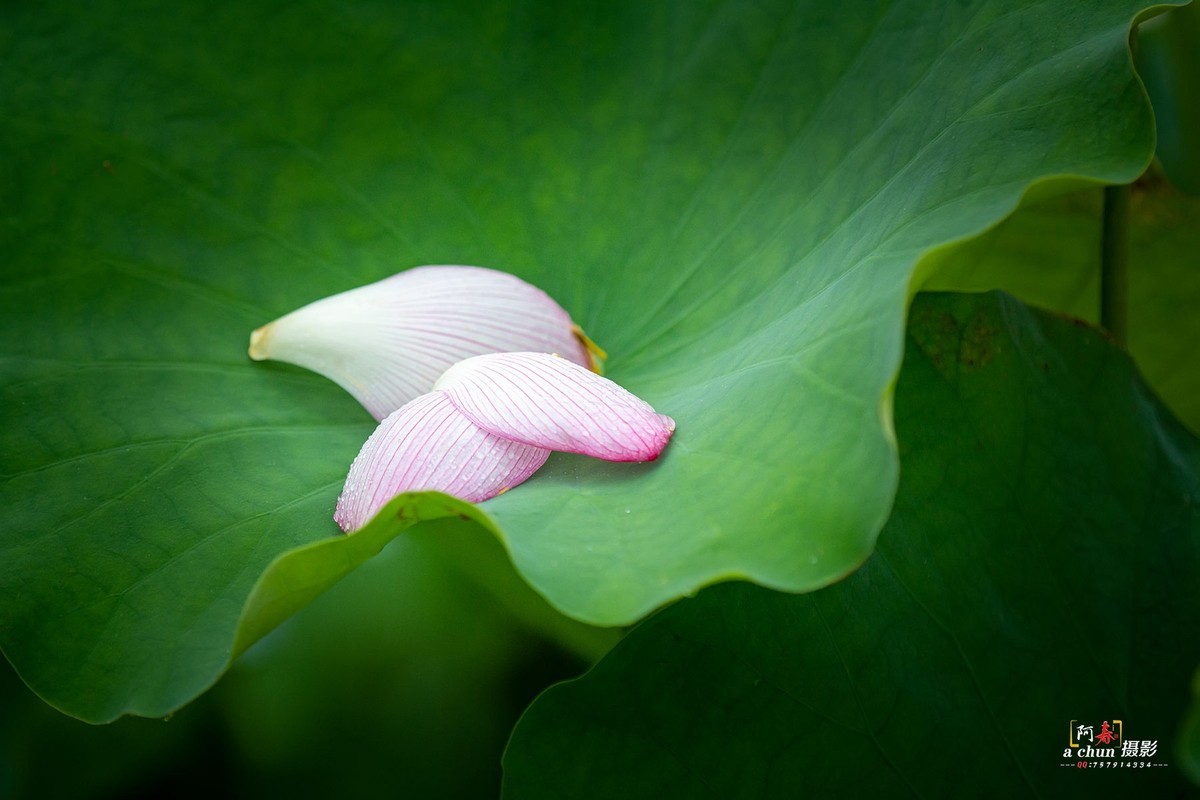 夏日荷花分外香（多图）