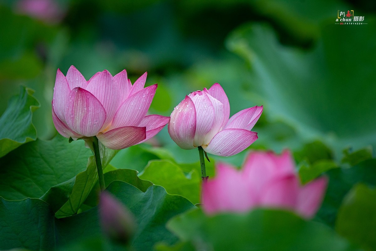 夏日荷花分外香（多图）