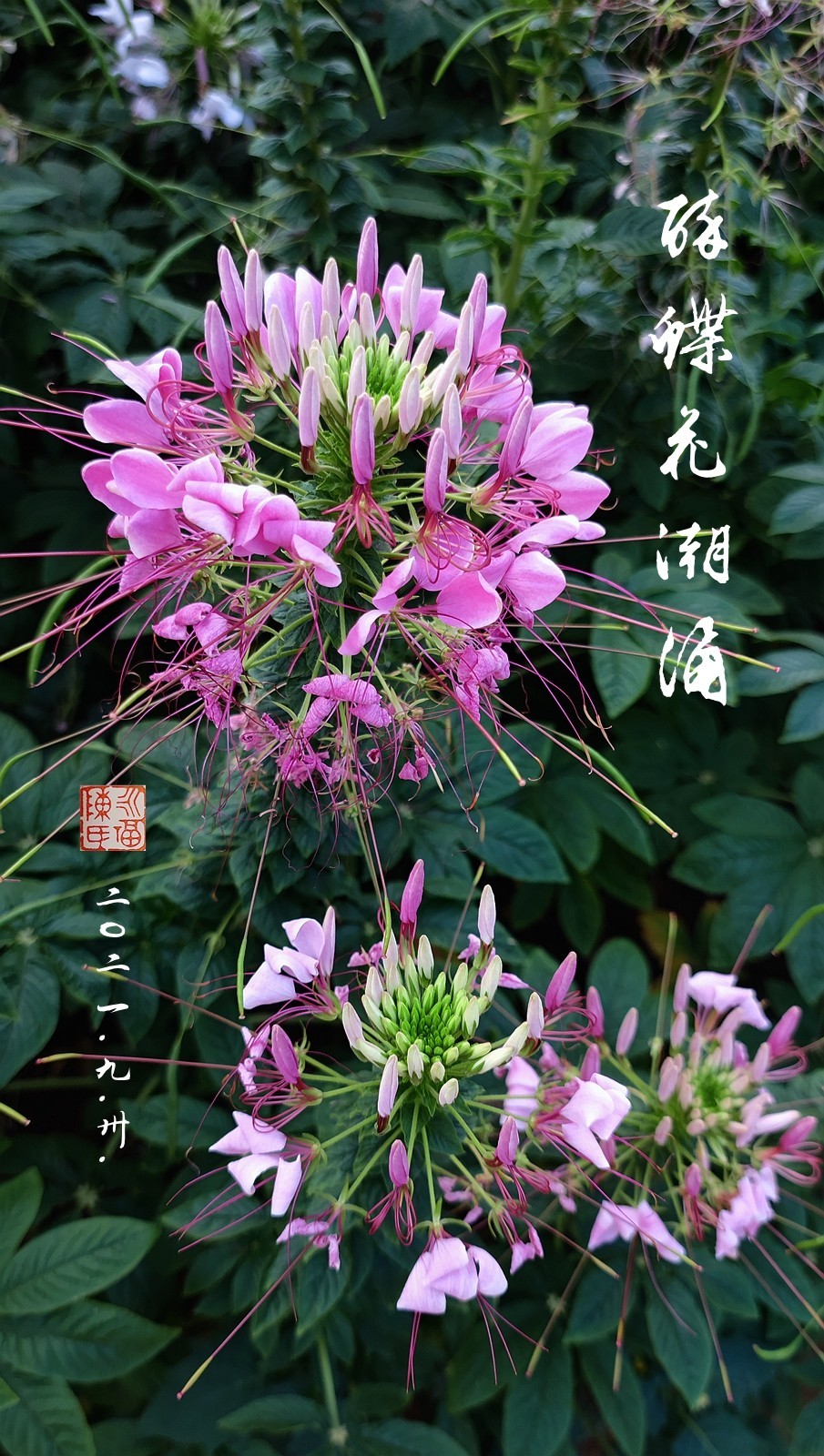 几张旧片的问好新年   2022.1.16.发表