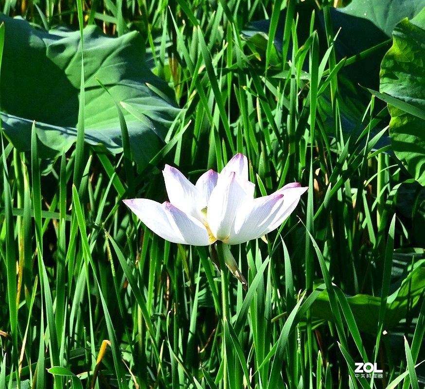 [ 井 沟 村 拍 莲 花 ] {3]