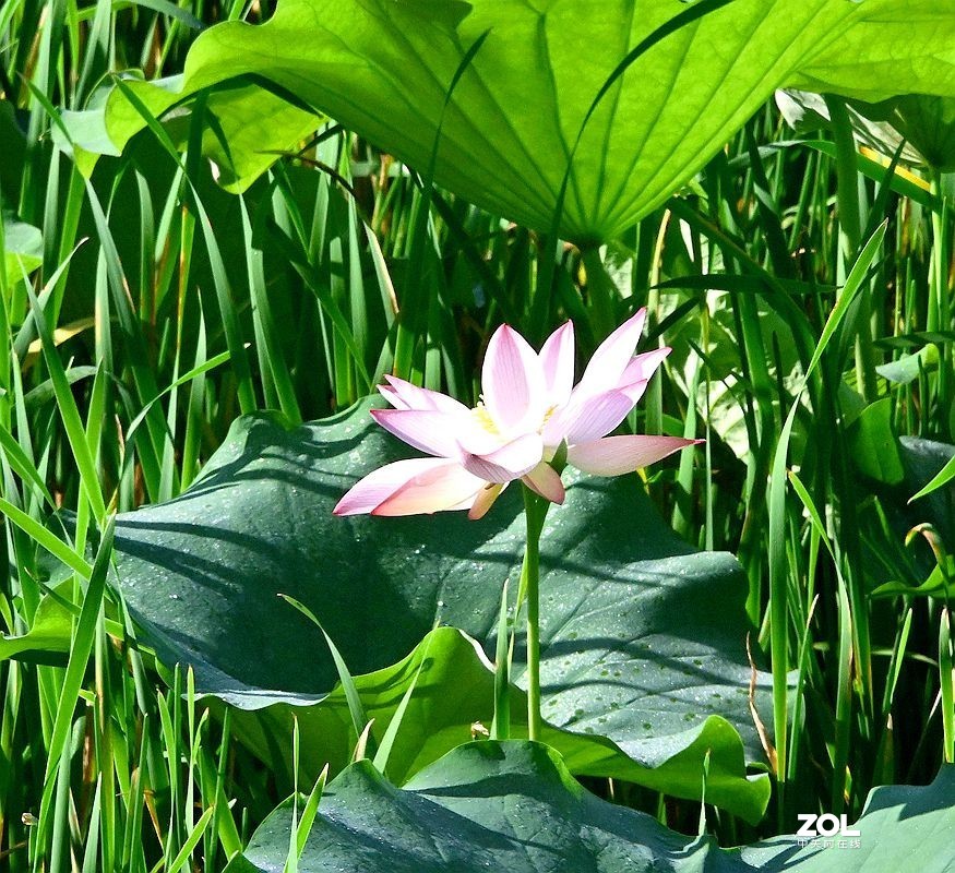 [ 井 沟 村 拍 莲 花 ] {3]