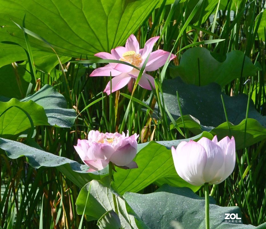 [ 井 沟 村 拍 莲 花 ] {3]