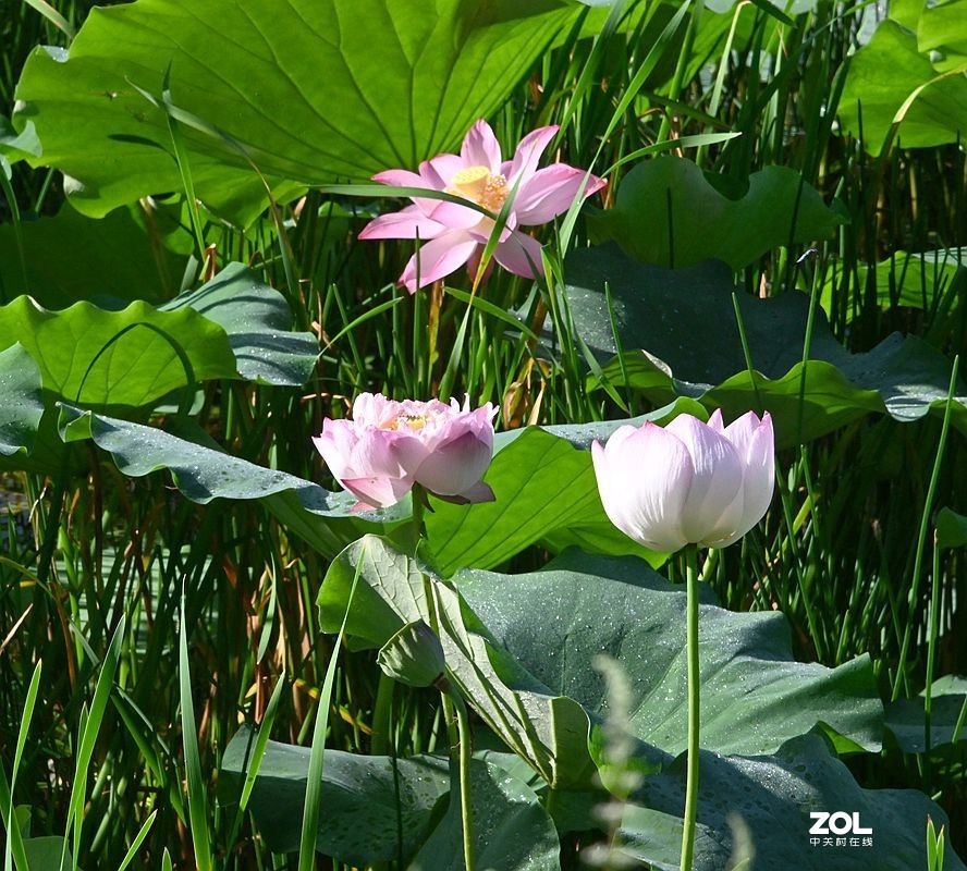 [ 井 沟 村 拍 莲 花 ] {3]