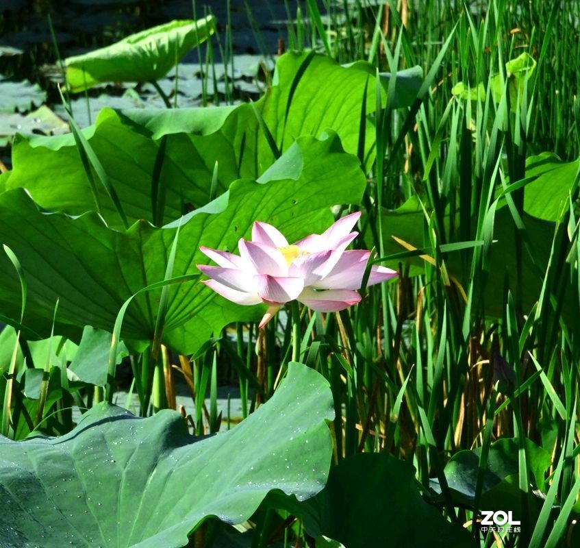 [ 井 沟 村 拍 莲 花 ] {3]