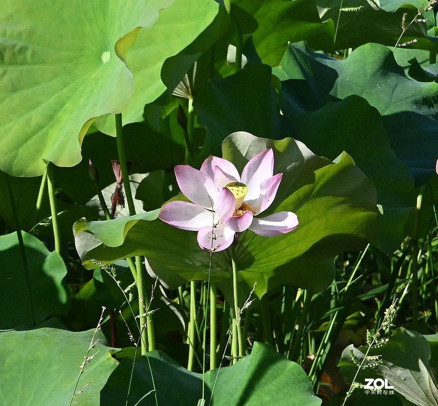 [ 井 沟 村 拍 莲 花 ] {3]