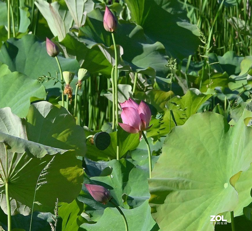 [ 井 沟 村 拍 莲 花 ] {3]