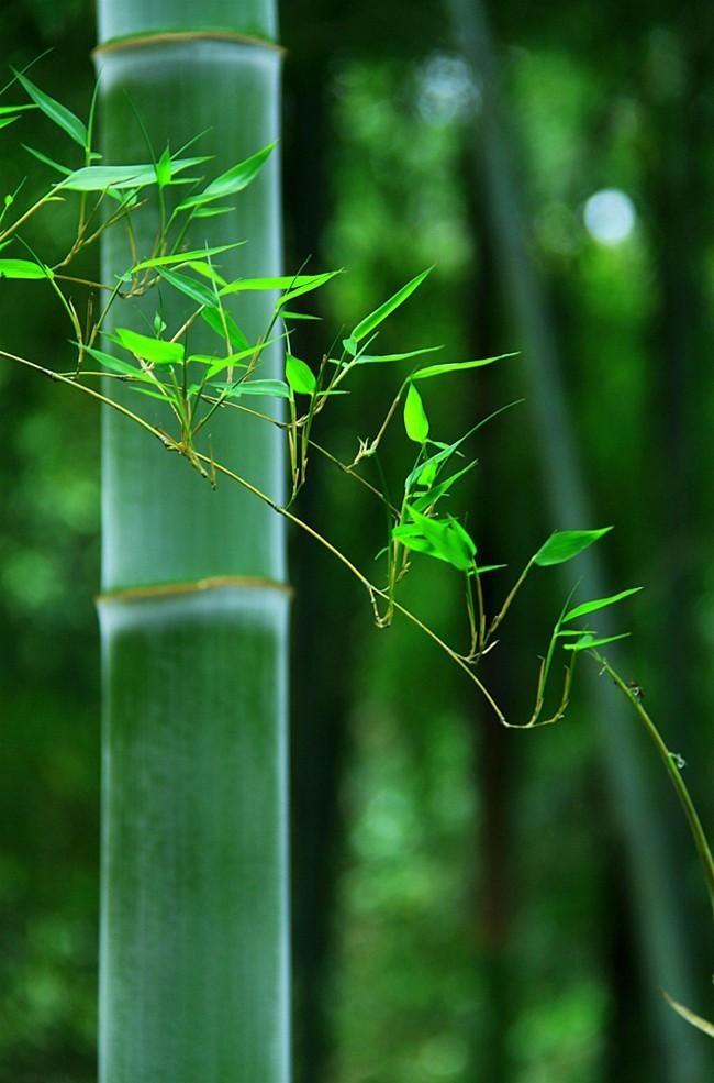 清雅竹韵