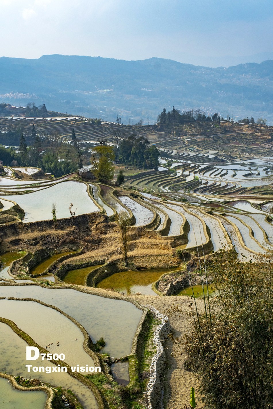 哈尼梯田(36)