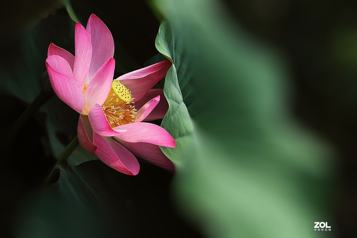 荷花10