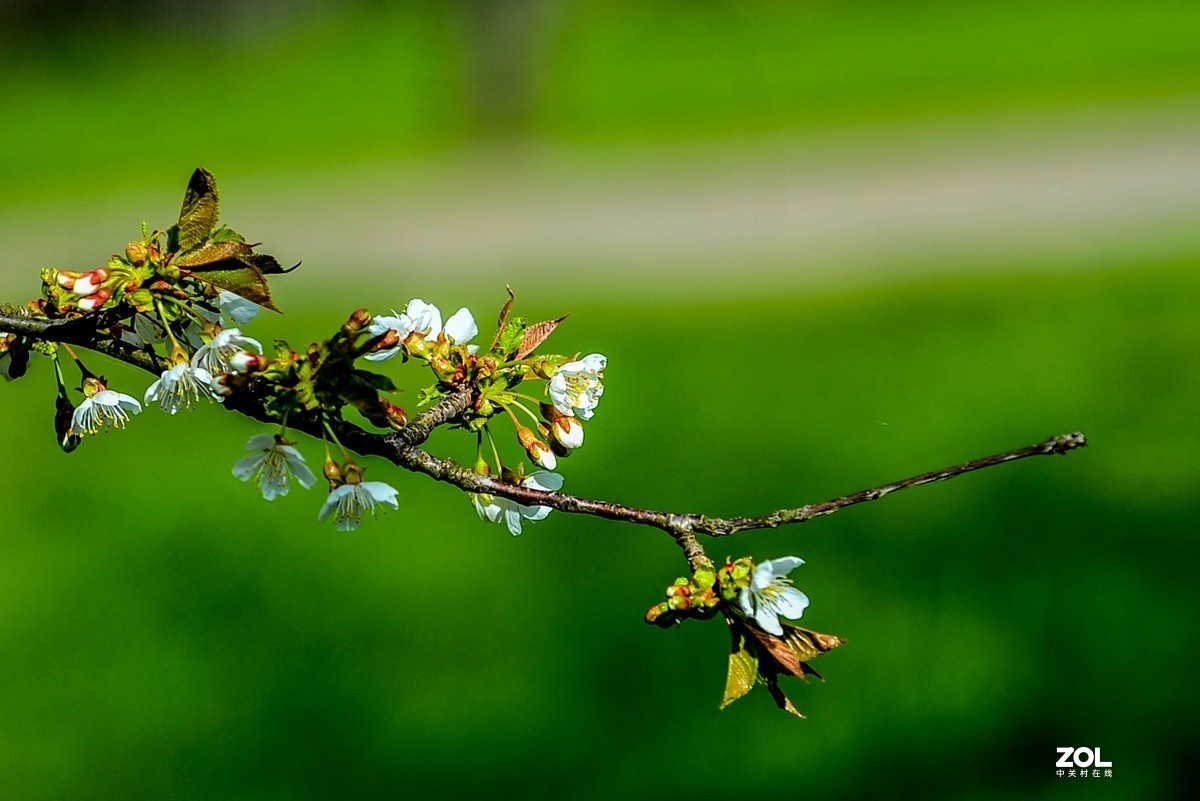 请来村里赏樱花