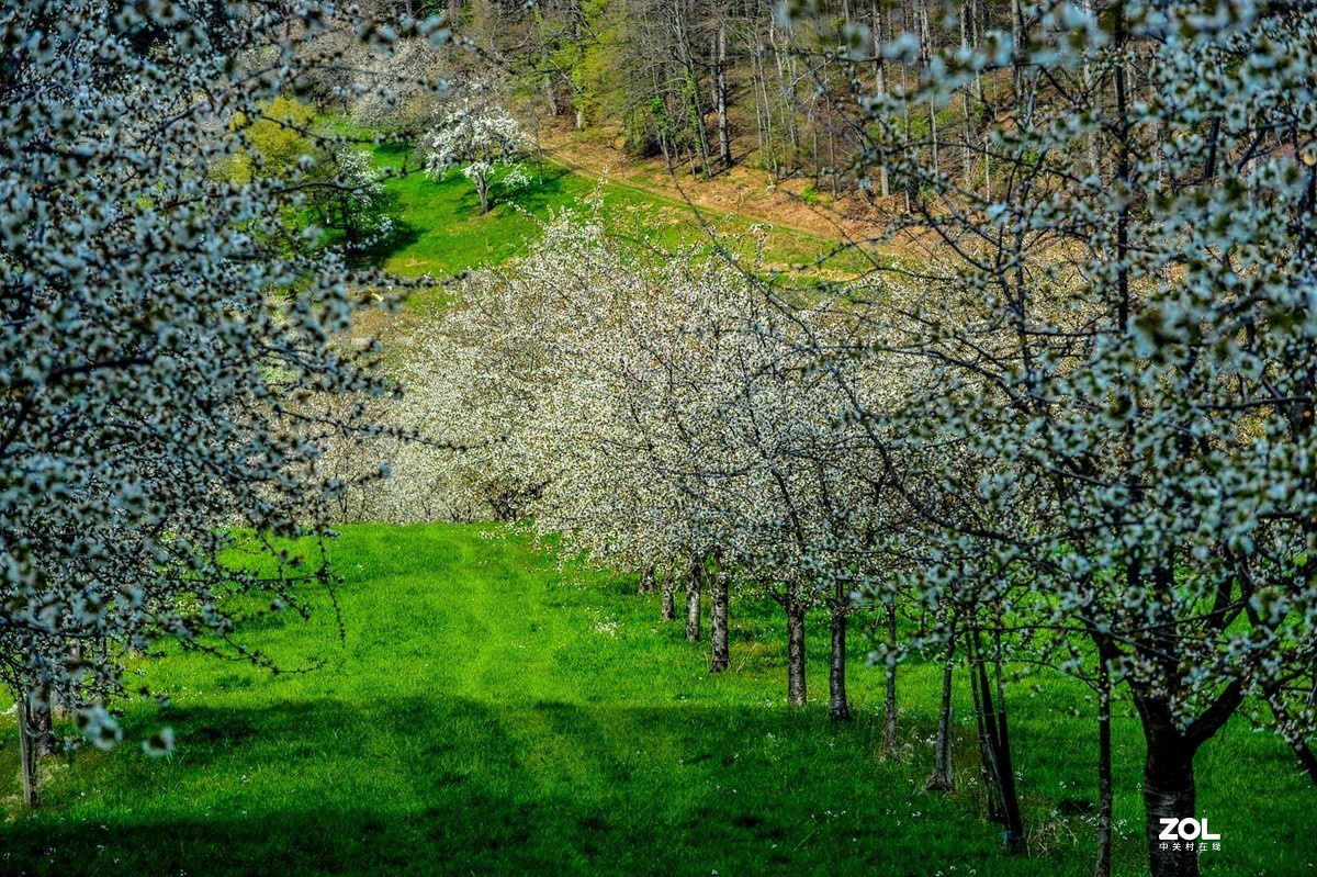 请来村里赏樱花