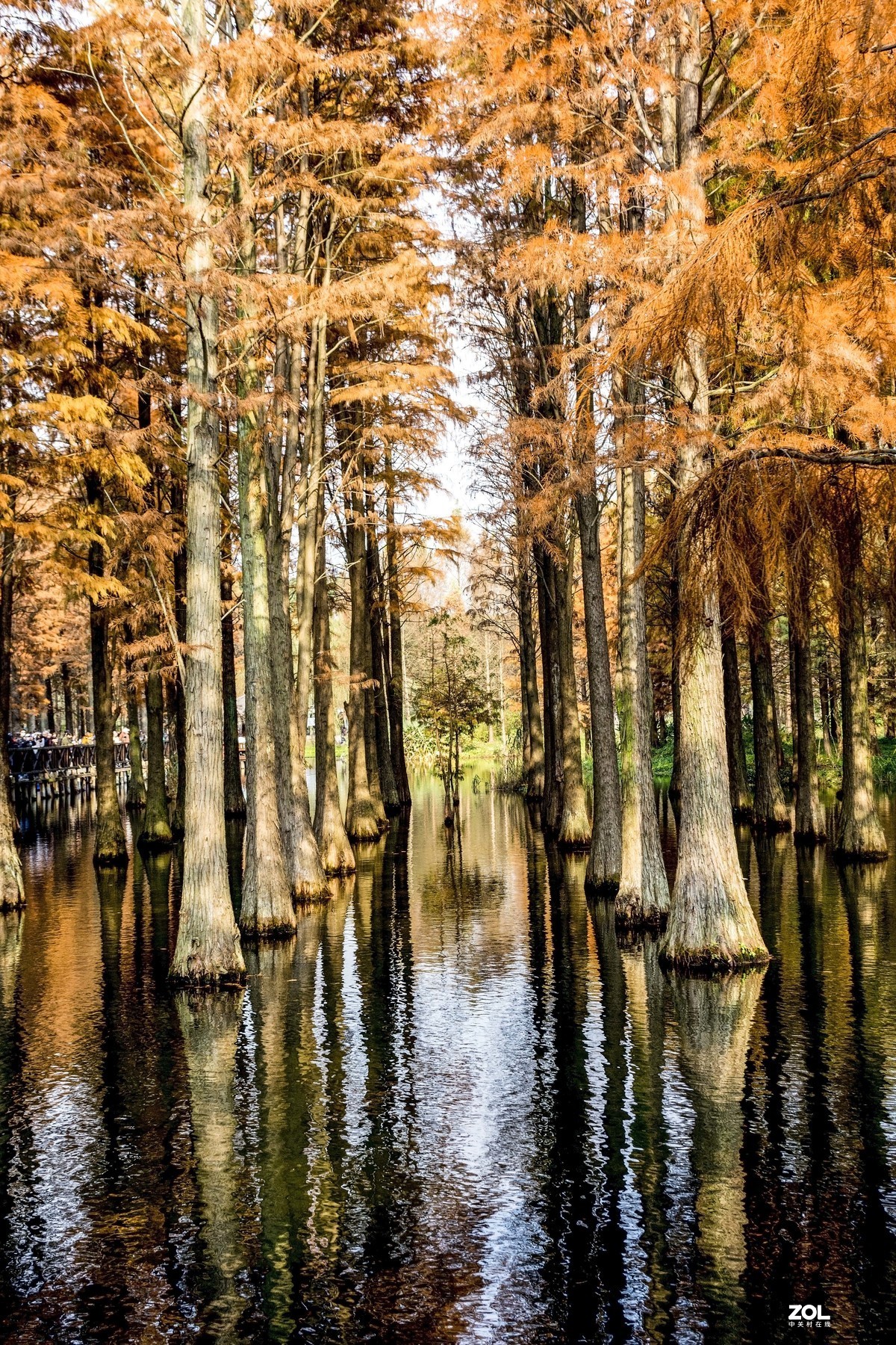 上海青西郊野公园水上森林