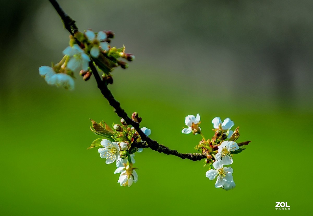 请来村里赏樱花