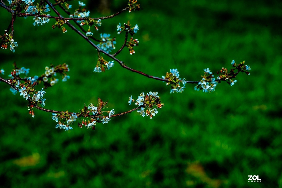 请来村里赏樱花