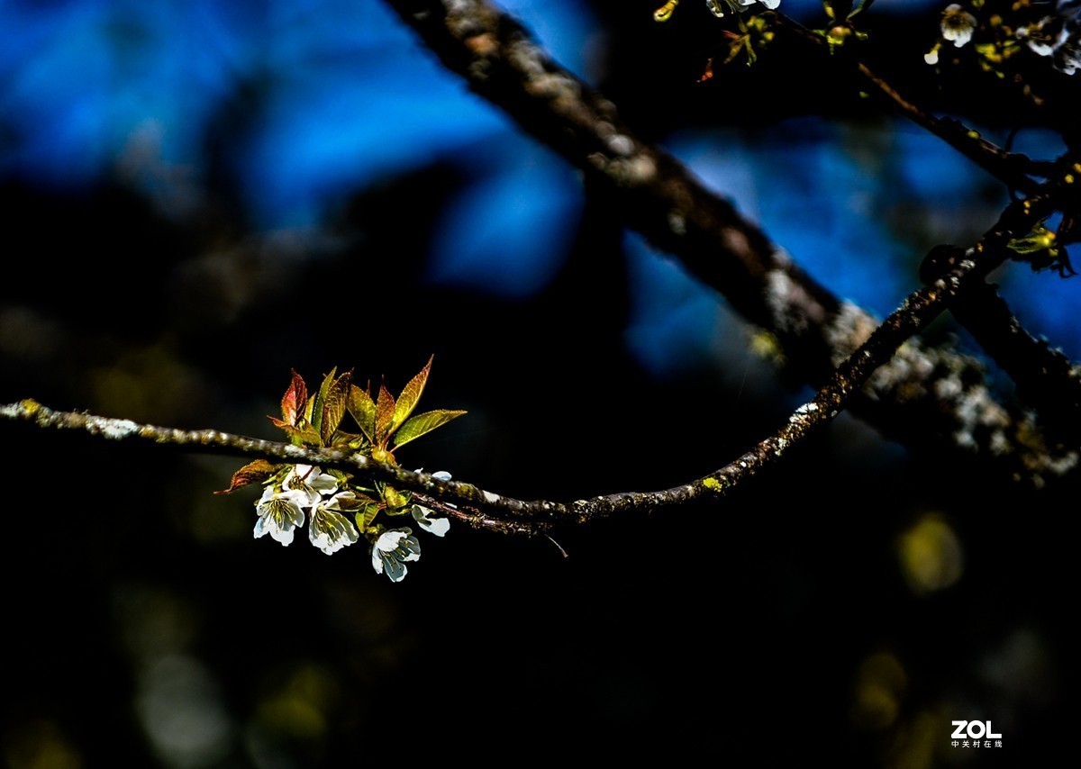 请来村里赏樱花